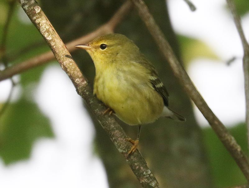 Mystery bird to be identified