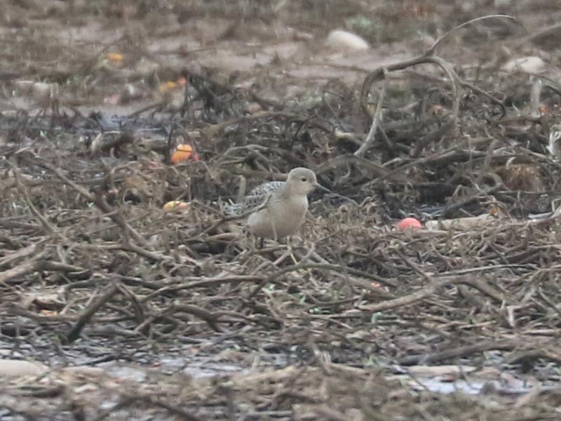 Mystery bird to be identified