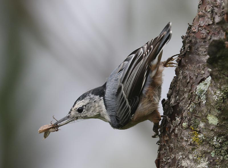 Mystery bird to be identified
