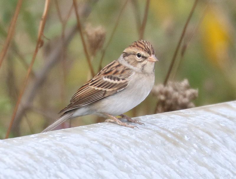 Mystery bird to be identified