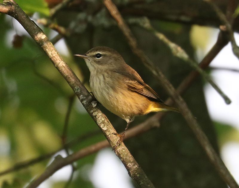 Mystery bird to be identified