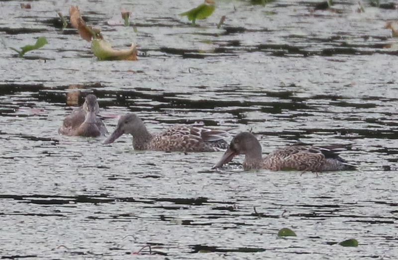 Mystery birds to be identified