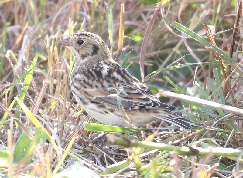 Mystery bird to be identified