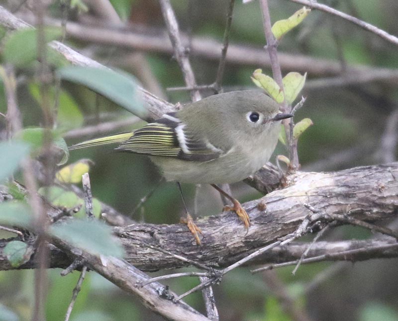 Mystery bird to be identified