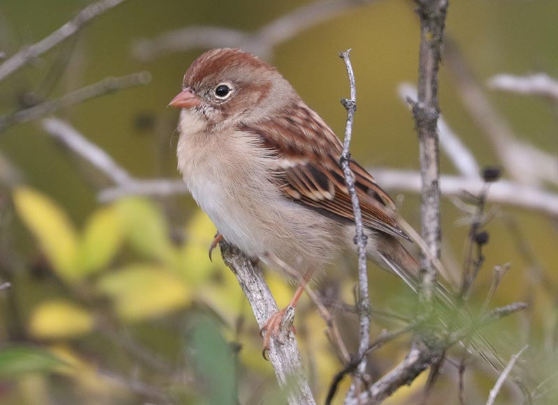Mystery bird to be identified