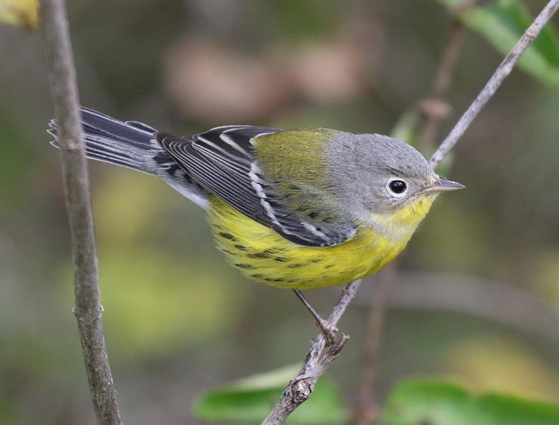 Mystery bird to be identified