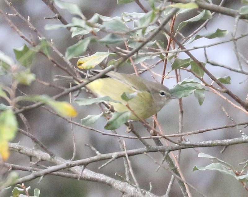 Mystery bird to be identified