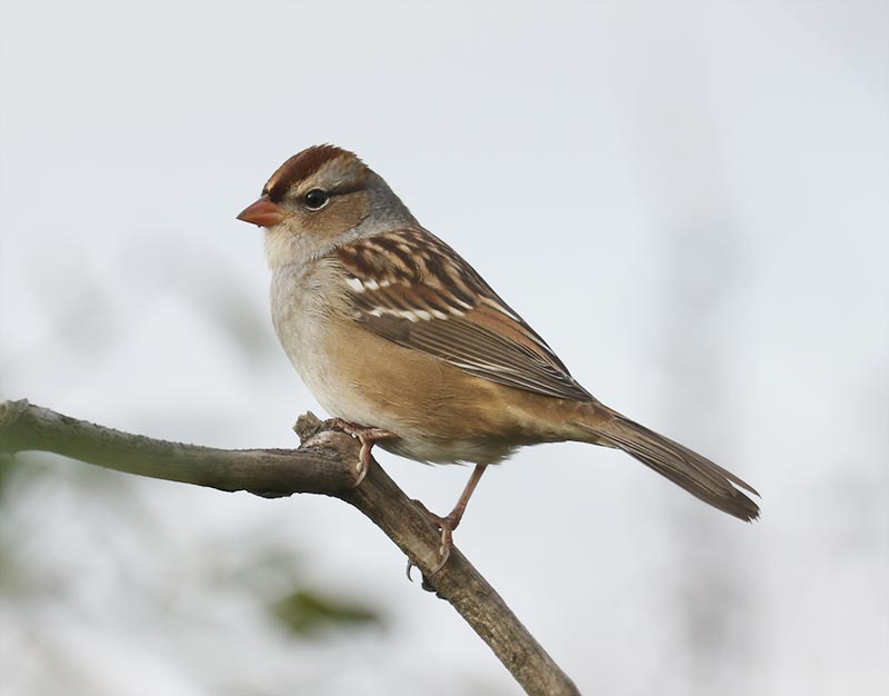 Mystery bird to be identified