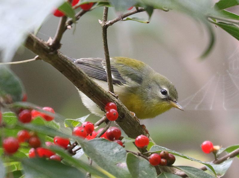Mystery bird to be identified