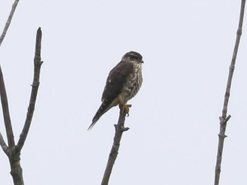 Mystery bird to be identified