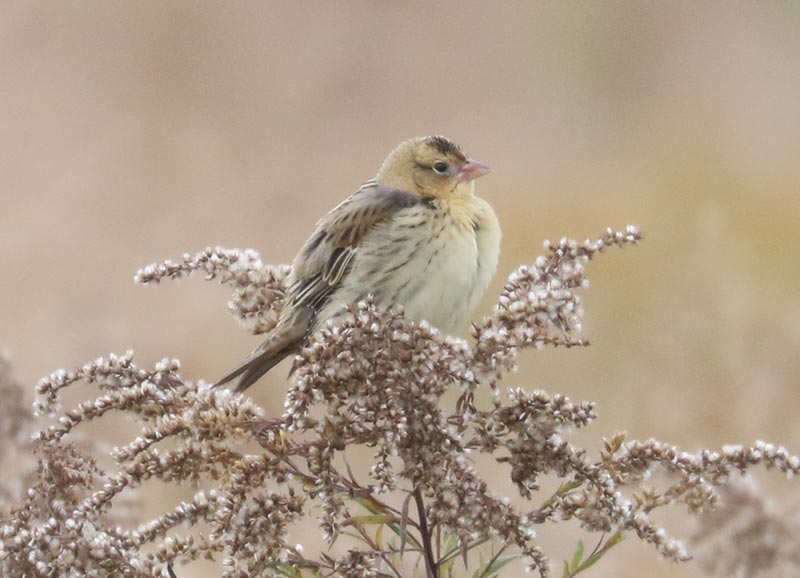 Mystery bird to be identified