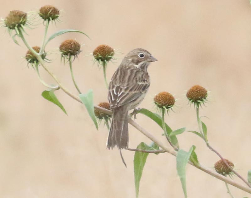 Mystery bird to be identified