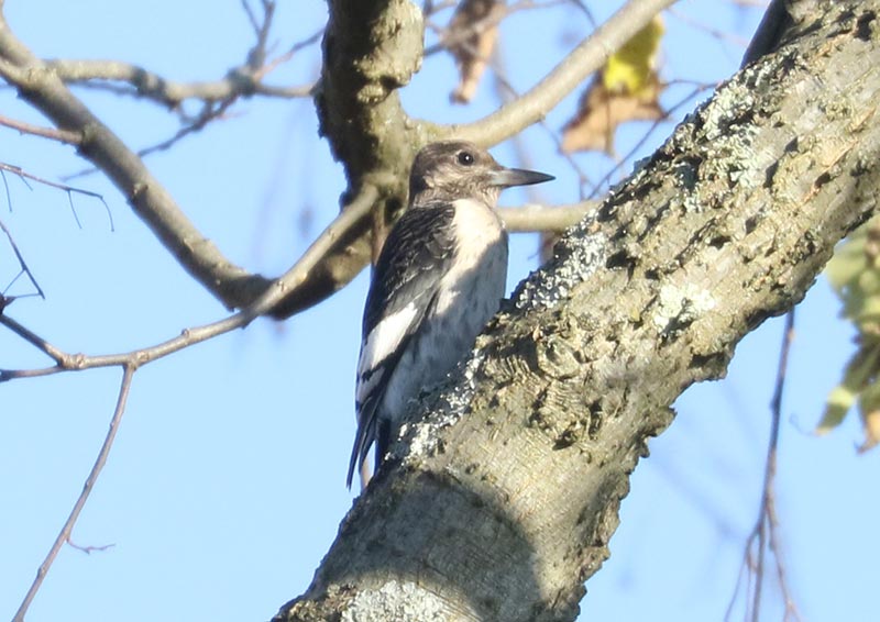Mystery bird to be identified