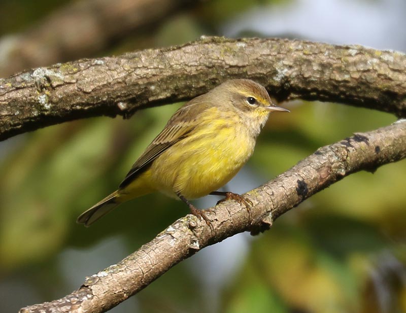 Mystery bird to be identified