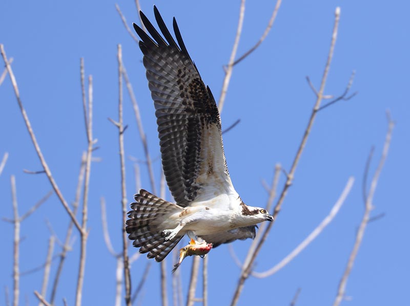 Mystery bird to be identified