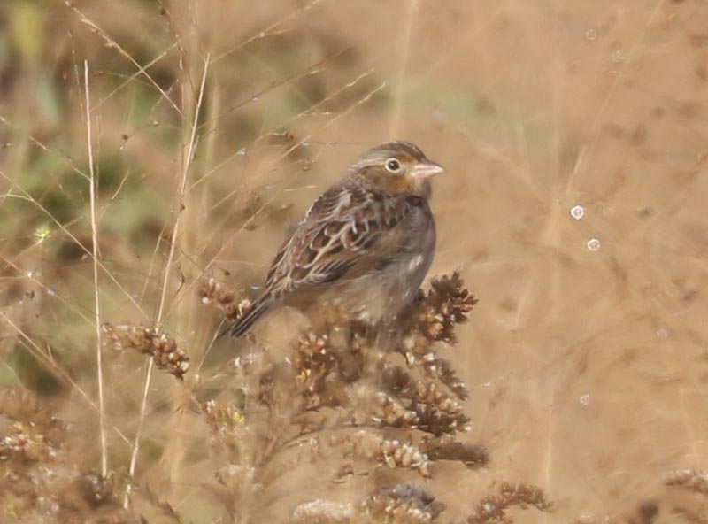 Mystery bird to be identified