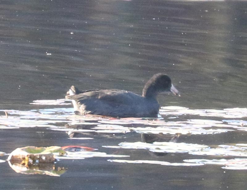 Mystery bird to be identified