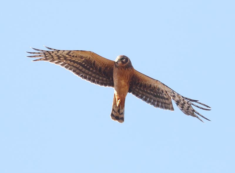Mystery bird to be identified