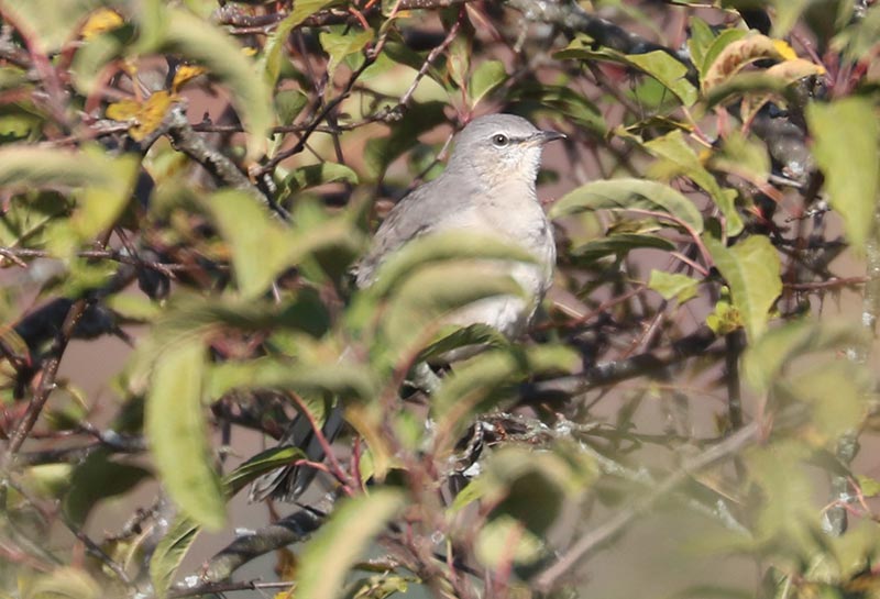 Mystery bird to be identified