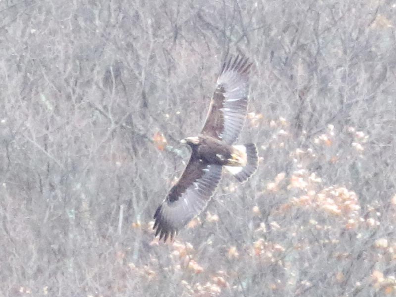 Mystery bird to be identified