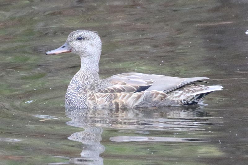 Mystery bird to be identified