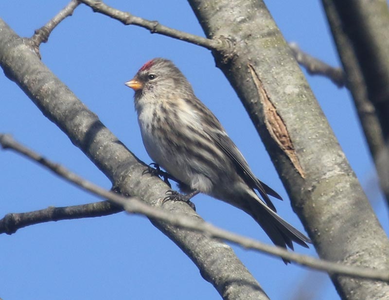 Mystery bird to be identified