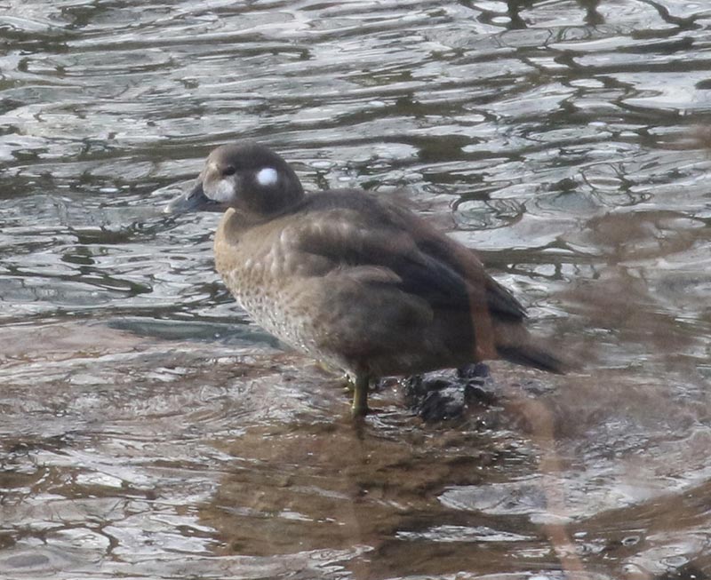 Mystery bird to be identified