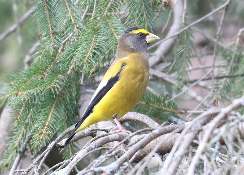 Mystery bird to be identified