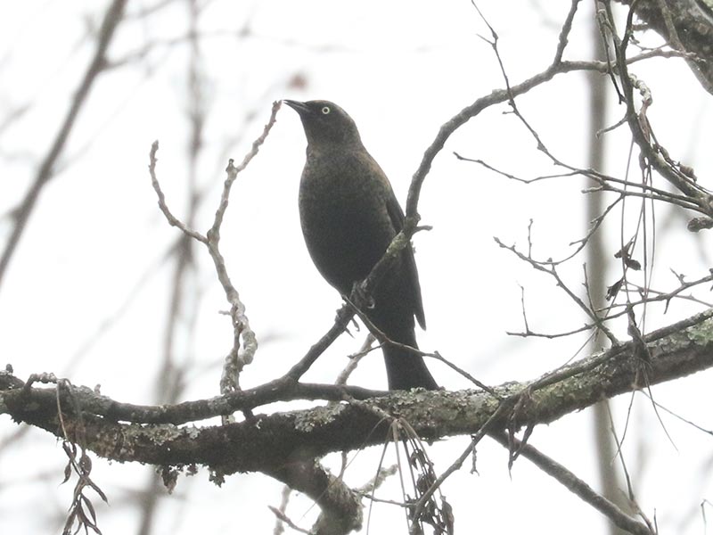 Mystery bird to be identified