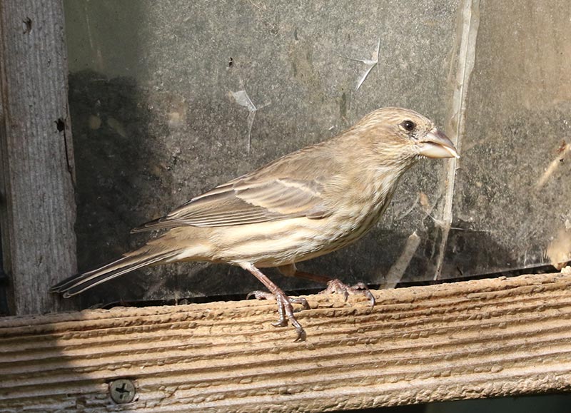 Mystery bird to be identified