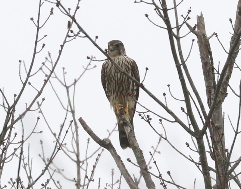 Mystery bird to be identified