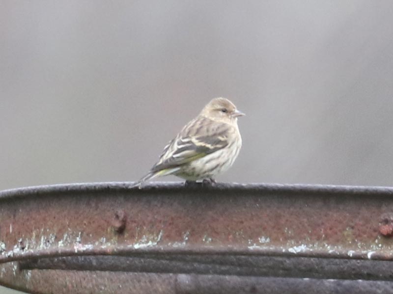 Mystery bird to be identified
