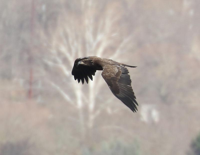 Mystery bird to be identified