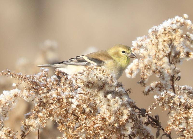 Mystery bird to be identified