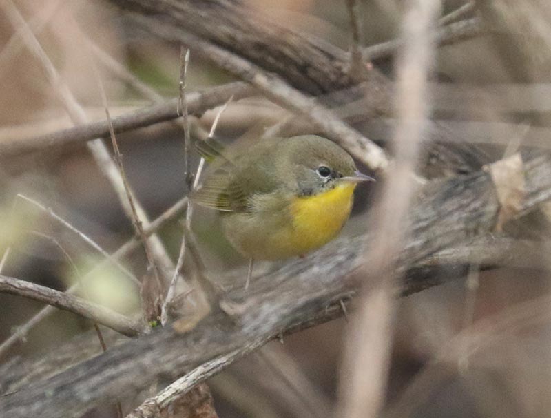 Mystery bird to be identified