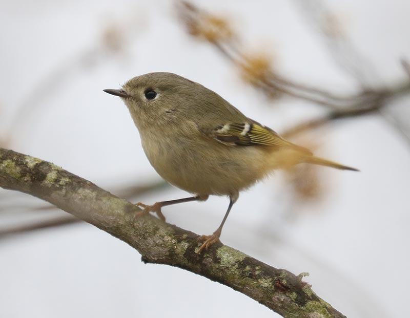 Mystery bird to be identified