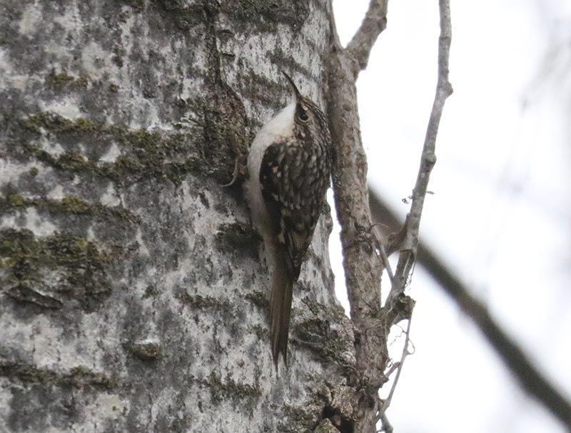 Mystery bird to be identified