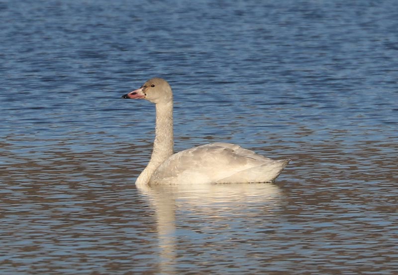 Mystery bird to be identified
