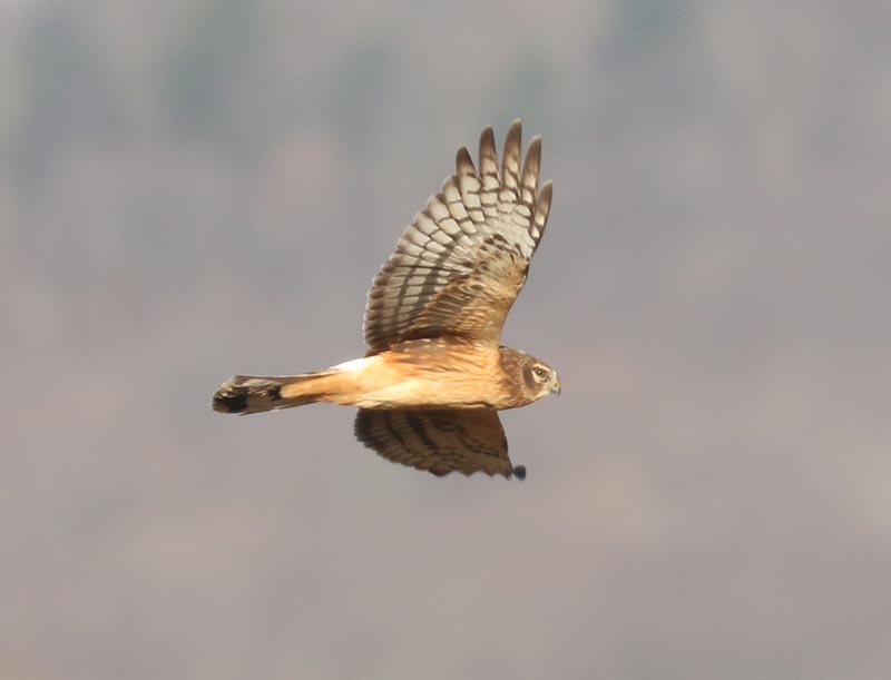 Mystery bird to be identified