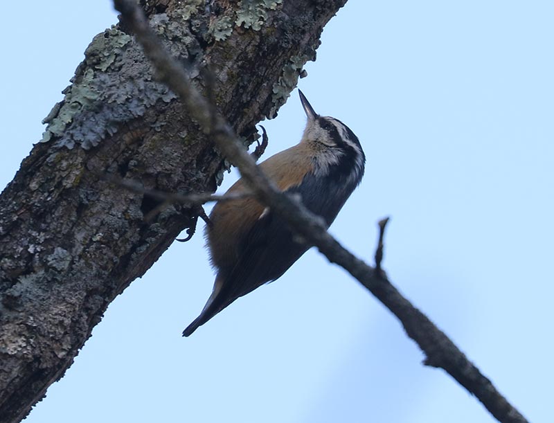 Mystery bird to be identified