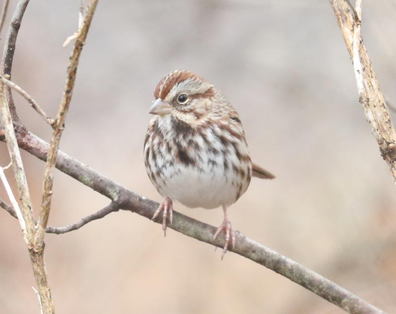 Mystery bird to be identified