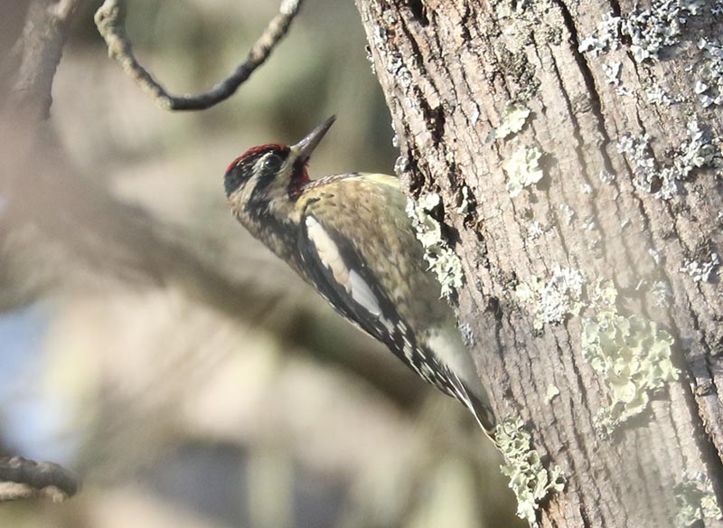 Mystery bird to be identified