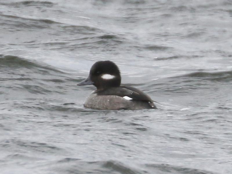 Mystery bird to be identified