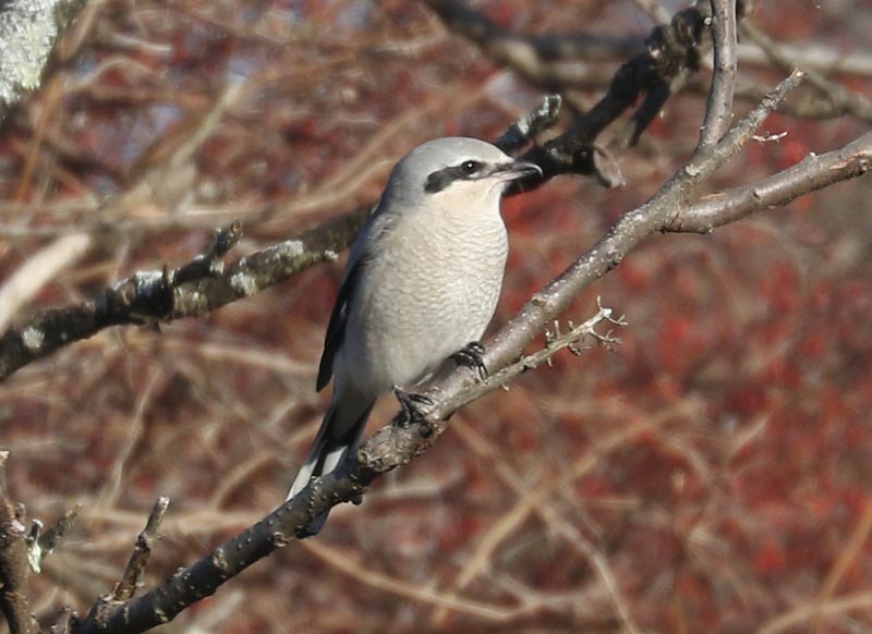 Mystery bird to be identified