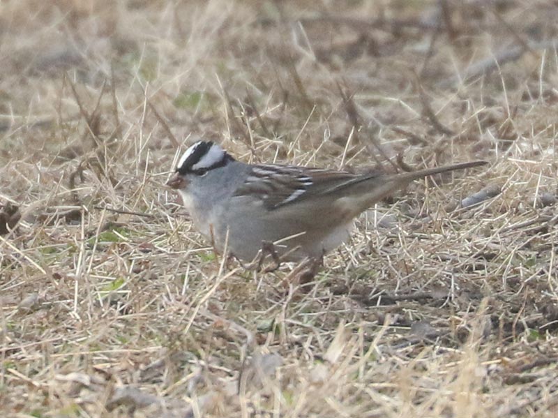 Mystery bird to be identified