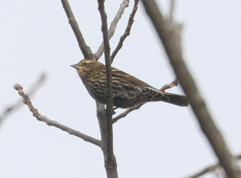 Mystery bird to be identified