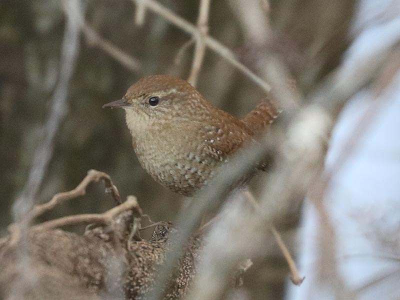 Mystery bird to be identified