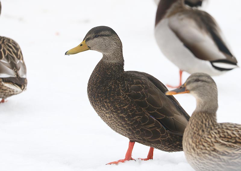 Mystery bird to be identified