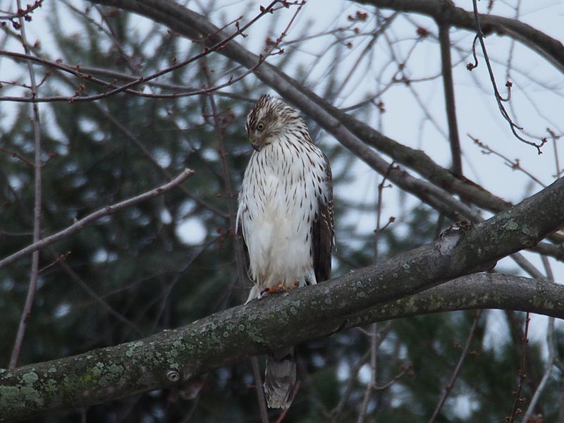Mystery bird to be identified