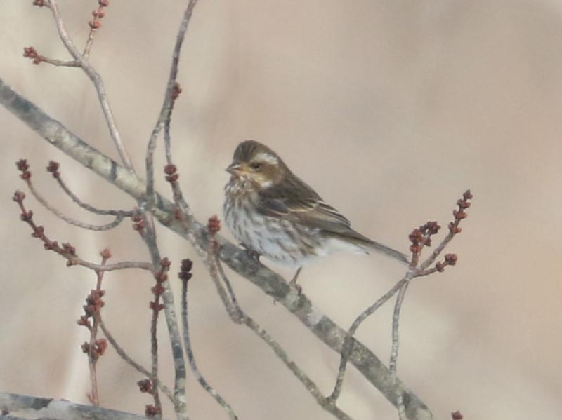 Mystery bird to be identified